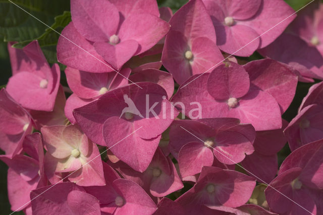 Hortensia (Hydrangea spec)