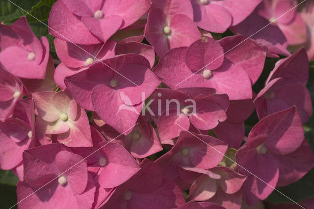 Hortensia (Hydrangea spec)