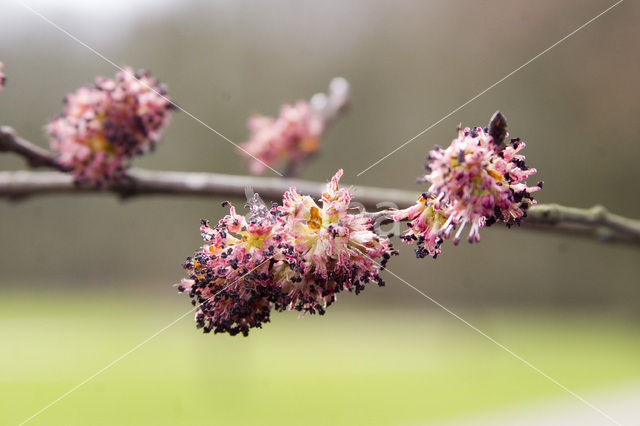 Elm (Ulmus)