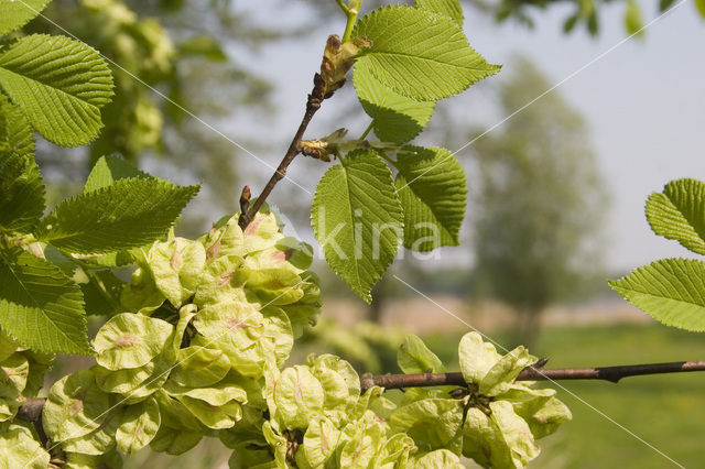 Elm (Ulmus)