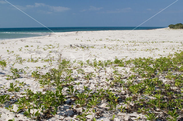 Ilha do Paraiso