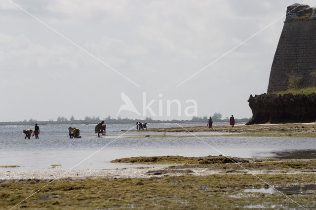 Indian Ocean