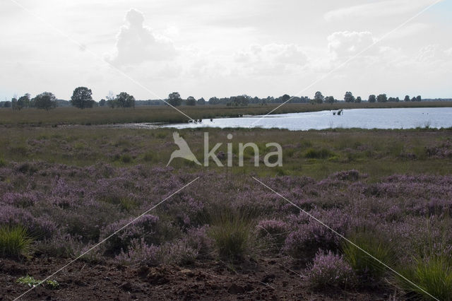 Internationaler Naturpark Bourtanger Moor-Bargerveen