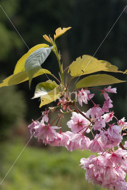 Japanse sierkers (Prunus serrulata)