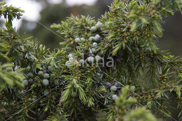 Jeneverbes (Juniperus communis)