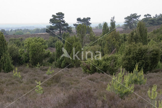 Jeneverbes (Juniperus communis)