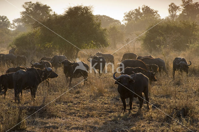 Kaapse buffel (Syncerus caffer)