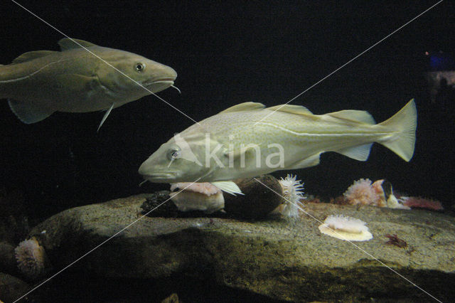 Atlantic Cod (Gadus morhua)