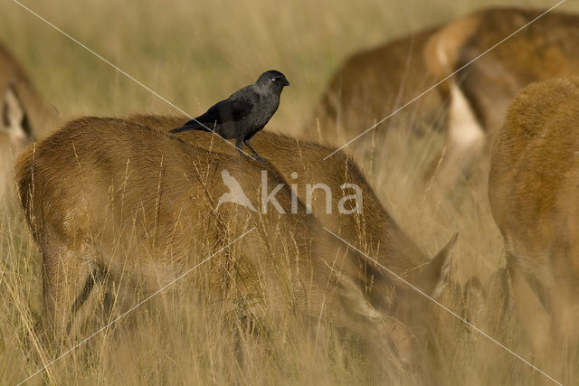 Eurasian Jackdaw (Corvus monedula)