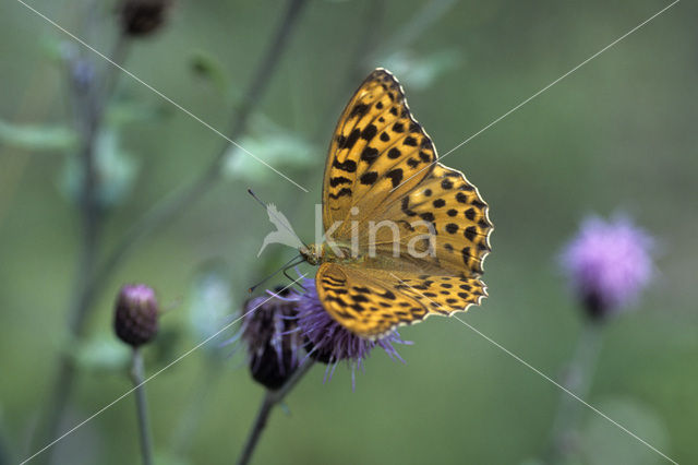 Keizersmantel (Argynnis paphia)