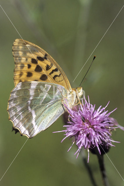 Keizersmantel (Argynnis paphia)