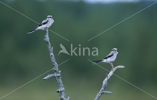 Great Grey Shrike (Lanius excubitor)