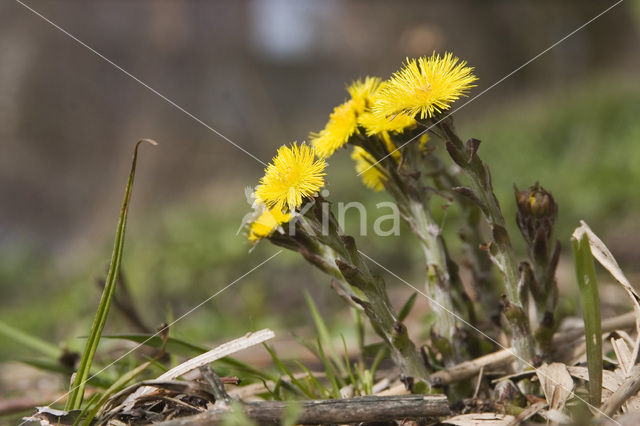 Klein hoefblad (Tussilago farfara)