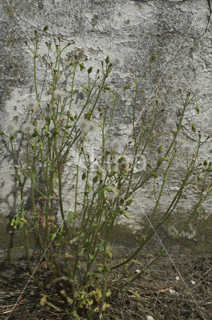 Klein kruiskruid (Senecio vulgaris)