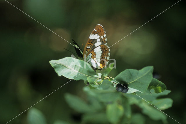 Kleine IJsvogelvlinder (Limenitis camilla)