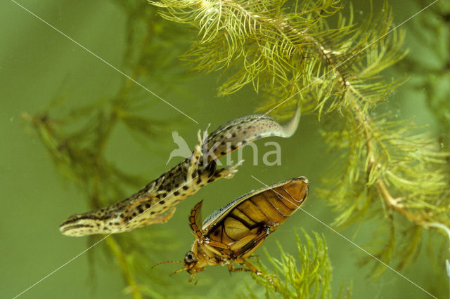 Smooth Newt (Triturus vulgaris)