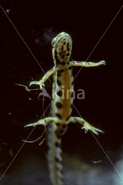 Kleine watersalamander (Triturus vulgaris)