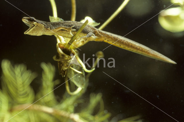 Smooth Newt (Triturus vulgaris)