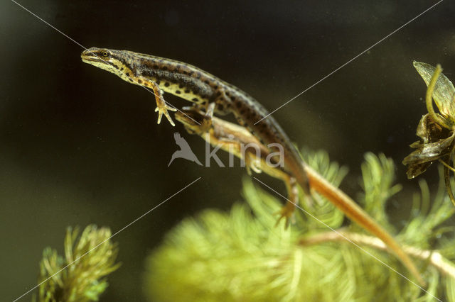 Kleine watersalamander (Triturus vulgaris)