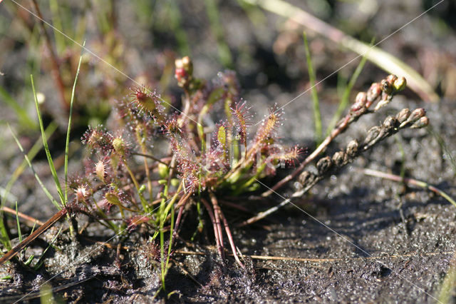 Kleine zonnedauw (Drosera intermedia)