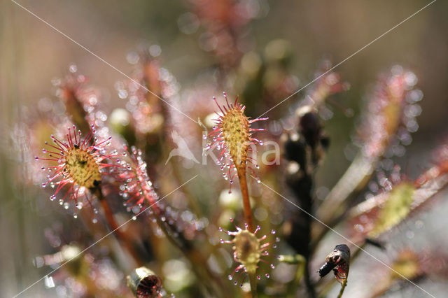 Kleine zonnedauw (Drosera intermedia)