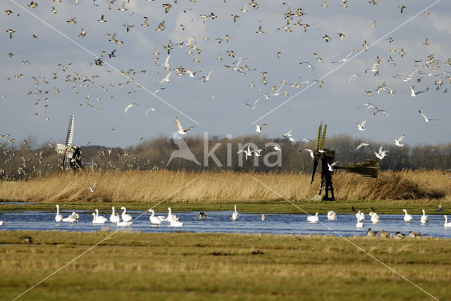 Kleine zwaan (Cygnus bewickii)