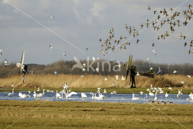 Kleine zwaan (Cygnus bewickii)