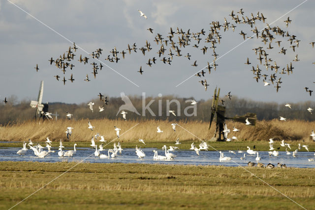 Kleine zwaan (Cygnus bewickii)