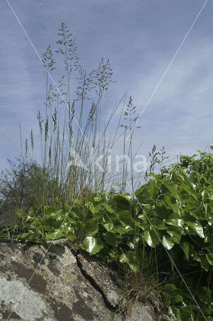 Common ivy (Hedera helix)