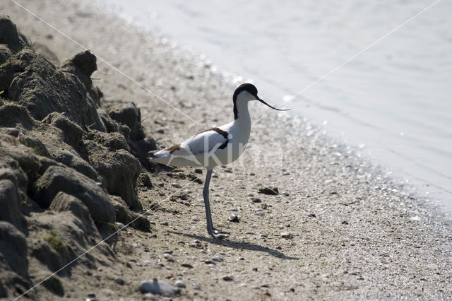 Pied Avocet (Recurvirostra avosetta)