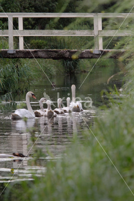 Knobbelzwaan (Cygnus olor)