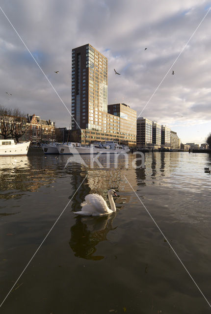 Mute Swan (Cygnus olor)
