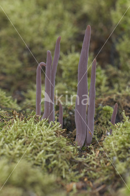 Knotszwam (Clavaria purpurea)