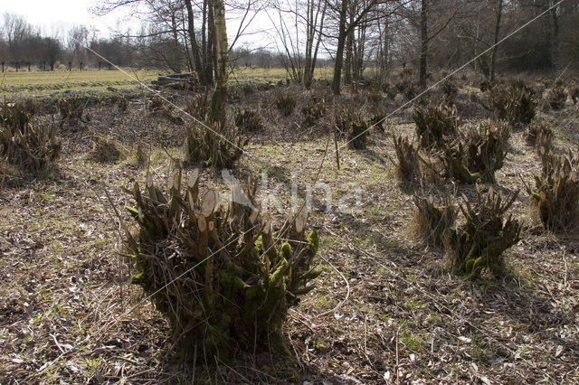 Knotwilg (Salix alba)