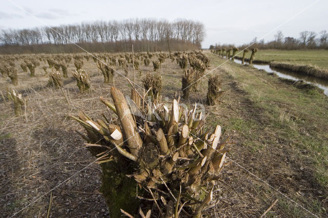 Knotwilg (Salix alba)