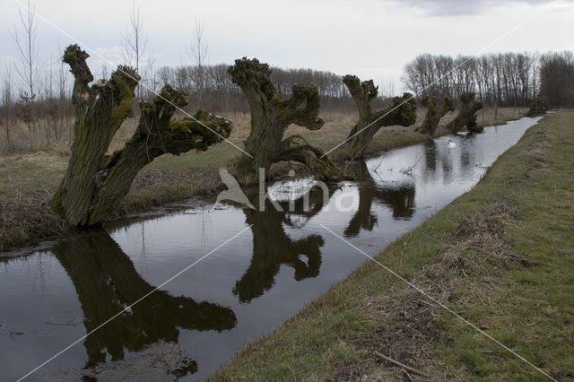 Knotwilg (Salix alba)