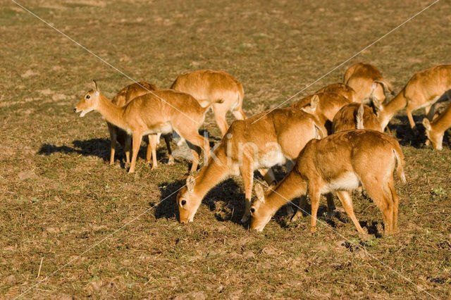 Kob (Kobus kob)