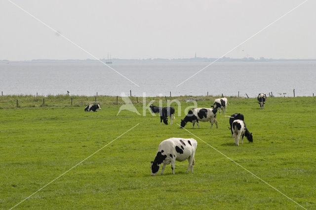 Cow (Bos domesticus)