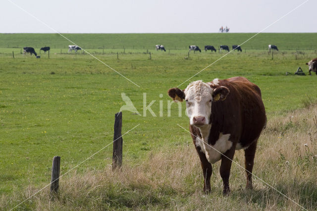 Koe (Bos domesticus)