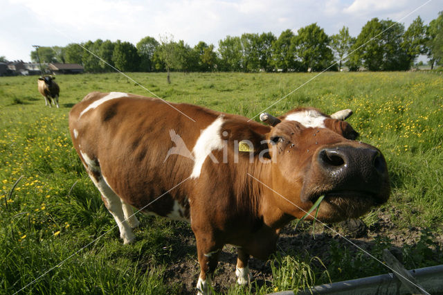 Koe (Bos domesticus)