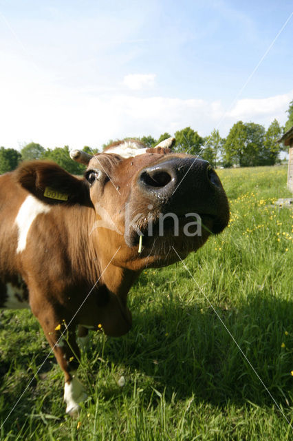 Koe (Bos domesticus)