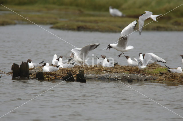 Black-headed Gull (Larus ridibundus)