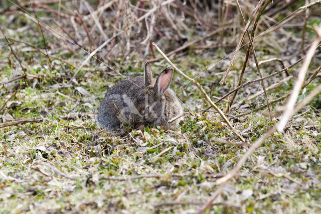 Rabbit (Oryctolagus cuniculus)