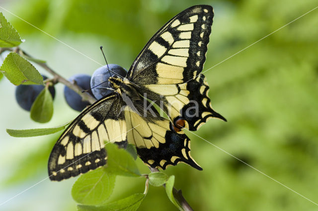 Koninginnepage (Papilio machaon)