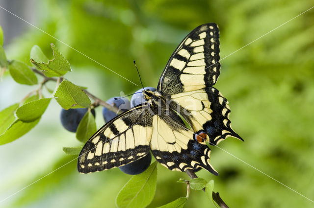 Koninginnepage (Papilio machaon)