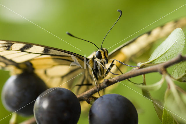 Koninginnepage (Papilio machaon)