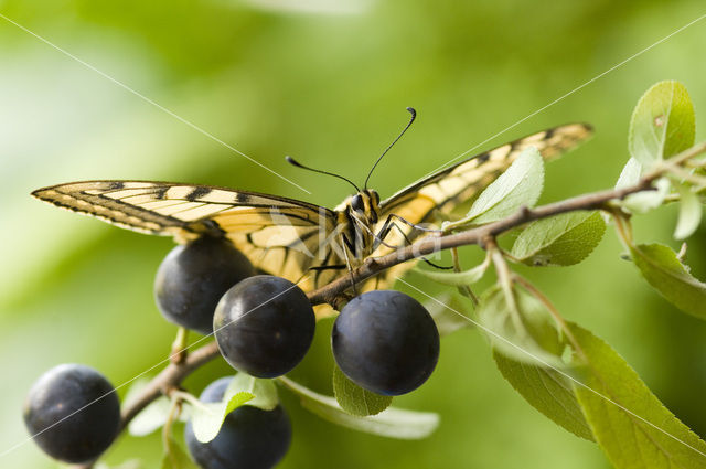 Koninginnepage (Papilio machaon)