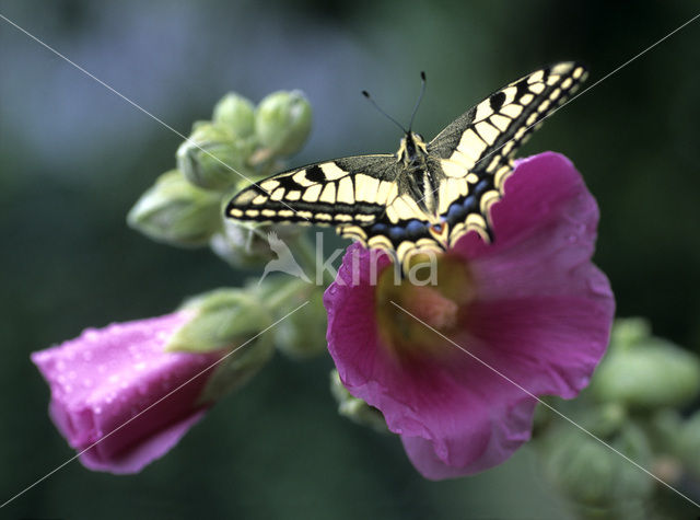 Swallowtail (Papilio machaon)