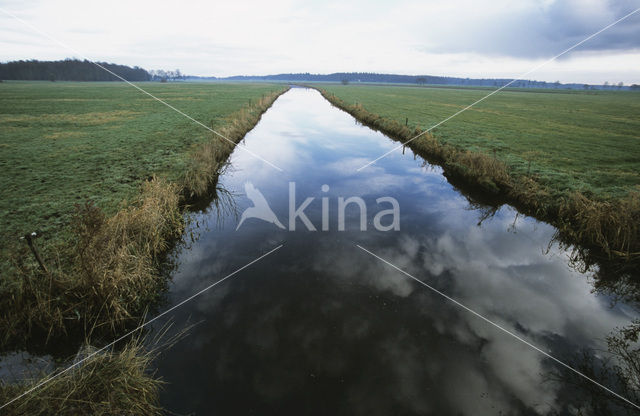 Koningsdiep