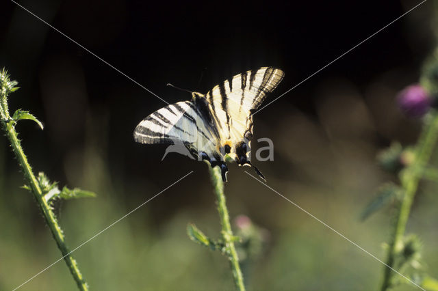 Scarce Swallowtail (Iphiclides podalirius)